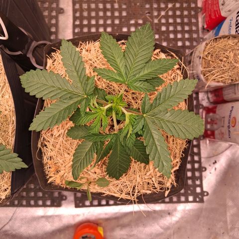 Skywalker haze  growlog timeline photo