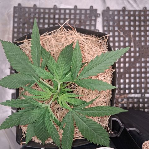 Skywalker haze  growlog timeline photo