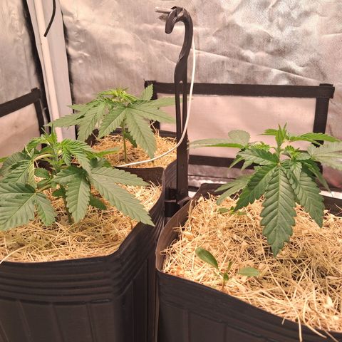 Skywalker haze  growlog timeline photo