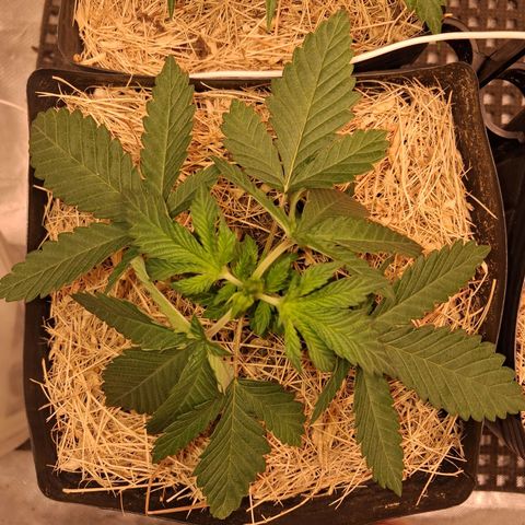 Skywalker haze  growlog timeline photo