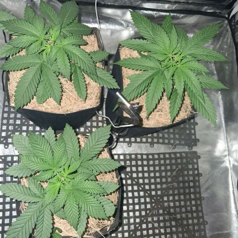 Skywalker haze  growlog timeline photo