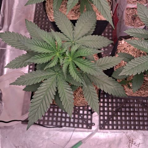 Skywalker haze  growlog timeline photo