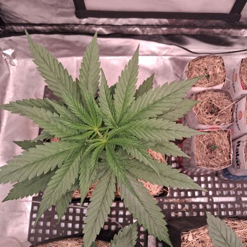 Skywalker haze  growlog timeline photo