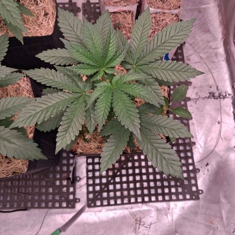 Skywalker haze  growlog timeline photo