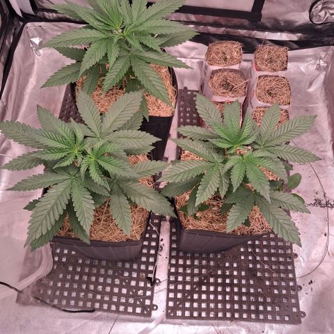 Skywalker haze  growlog timeline photo
