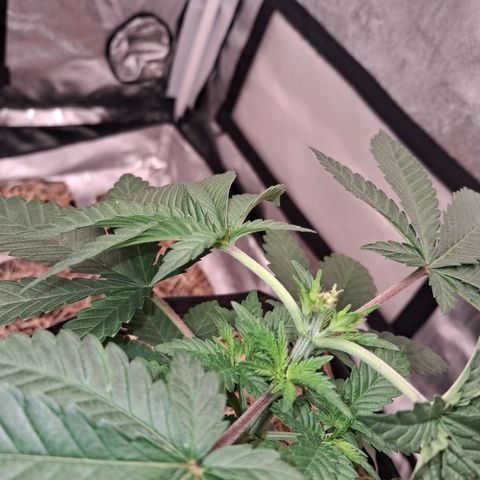 Skywalker haze  growlog timeline photo