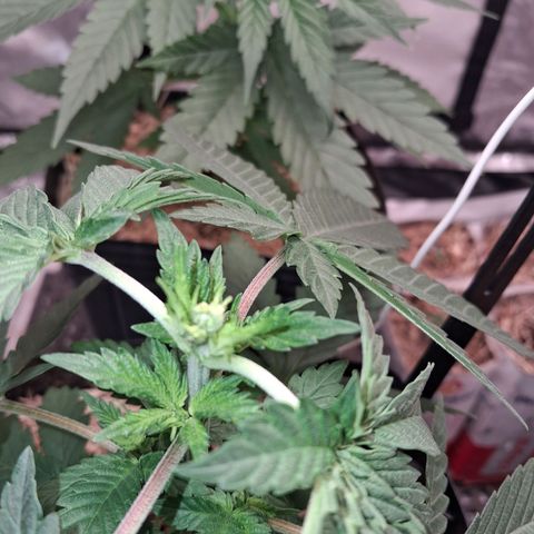 Skywalker haze  growlog timeline photo