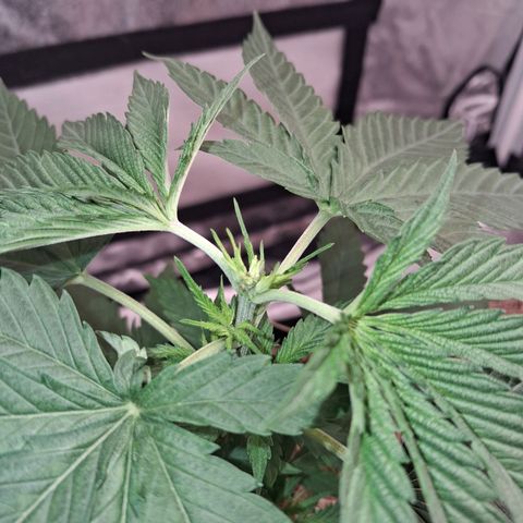 Skywalker haze  growlog timeline photo