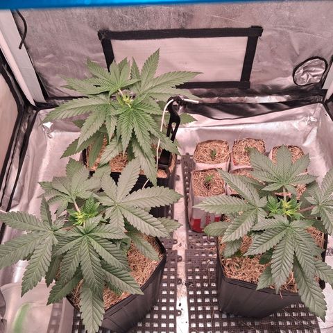 Skywalker haze  growlog timeline photo