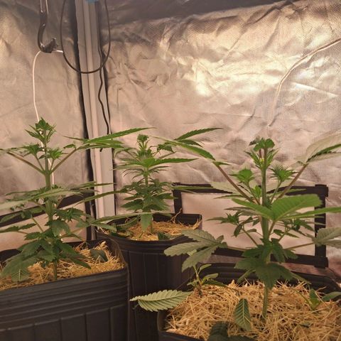 Skywalker haze  growlog timeline photo