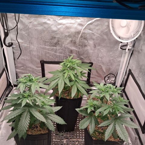 Skywalker haze  growlog photo: Desenvolvendo bem até agora 🤞🏾