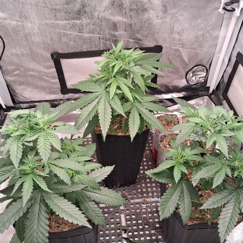 Skywalker haze  growlog photo: Desenvolvendo bem até agora 🤞🏾