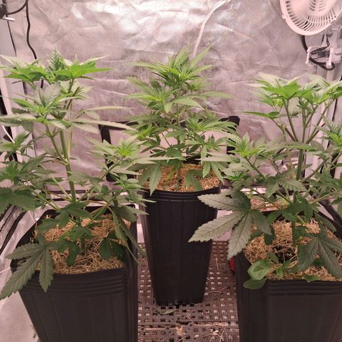 Skywalker haze  growlog timeline photo