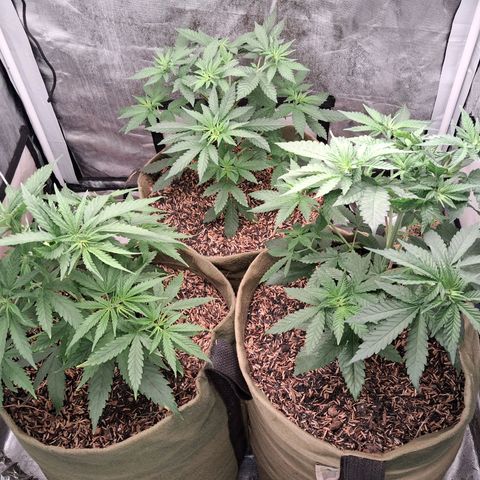 Skywalker haze  growlog timeline photo