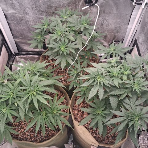 Skywalker haze  growlog timeline photo