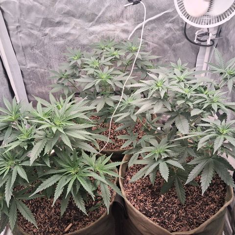 Skywalker haze  growlog timeline photo