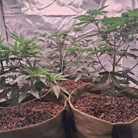 Skywalker haze  growlog timeline photo