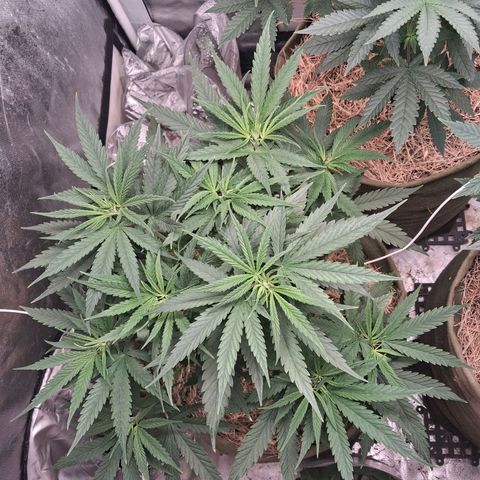 Skywalker haze  growlog timeline photo