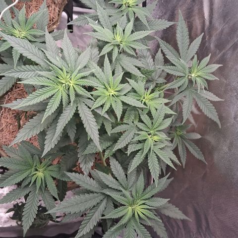 Skywalker haze  growlog timeline photo