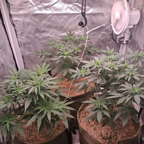 Skywalker haze  growlog timeline photo