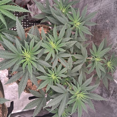 Skywalker haze  growlog timeline photo