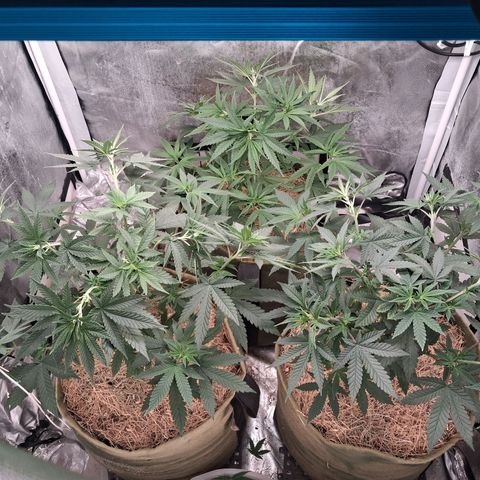 Skywalker haze  growlog timeline photo