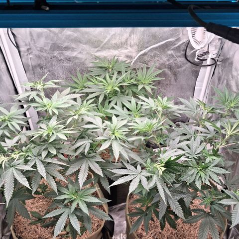 Skywalker haze  growlog timeline photo
