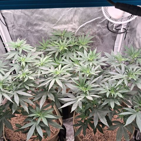 Skywalker haze  growlog timeline photo