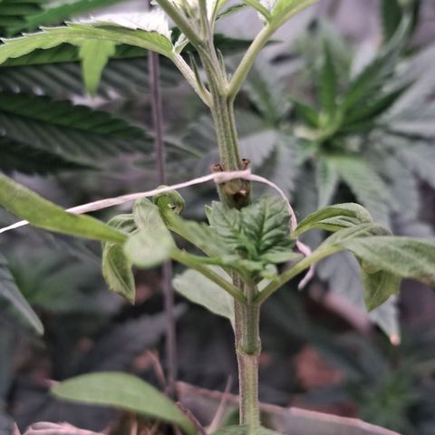 Skywalker haze  growlog photo: Enxerto 
