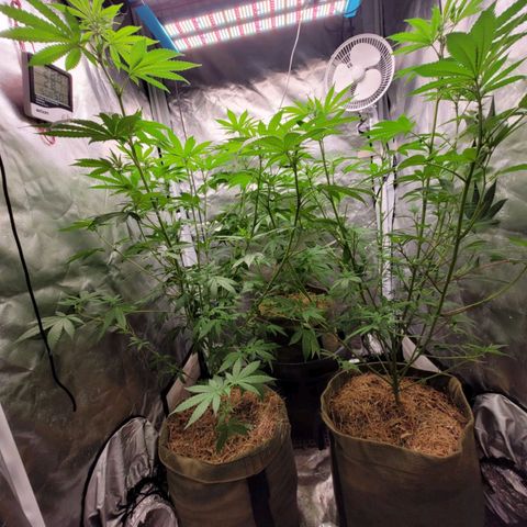 Skywalker haze  growlog timeline photo