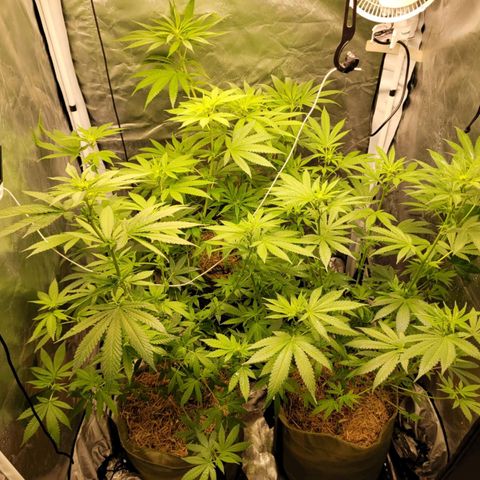 Skywalker haze  growlog timeline photo