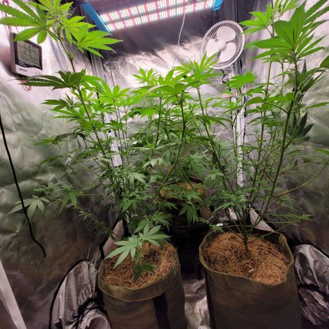 Skywalker haze  growlog timeline photo