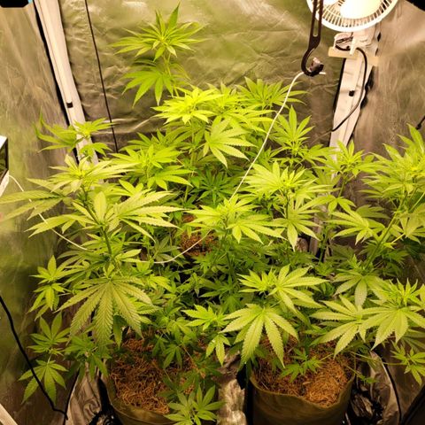 Skywalker haze  growlog timeline photo