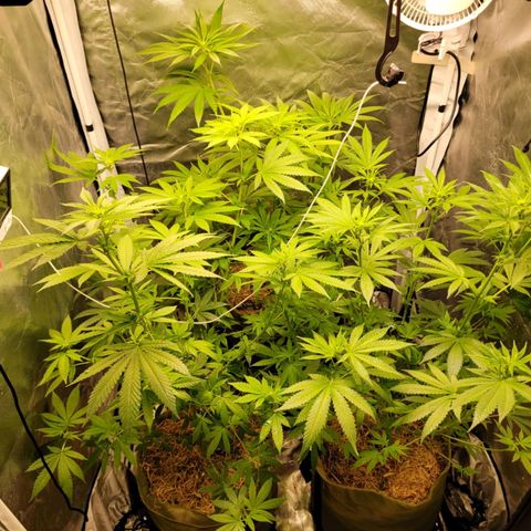 Skywalker haze  growlog timeline photo