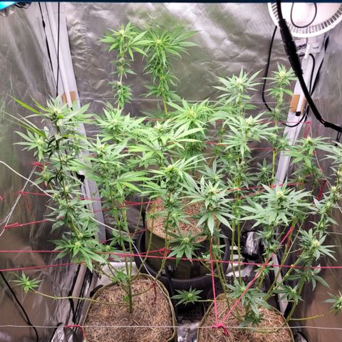 Skywalker haze  growlog timeline photo