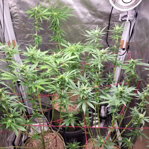 Skywalker haze  growlog timeline photo
