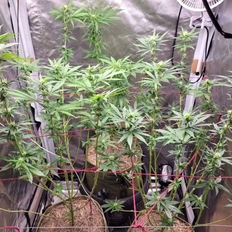 Skywalker haze  growlog timeline photo