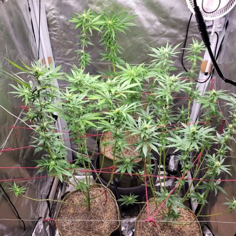 Skywalker haze  growlog timeline photo