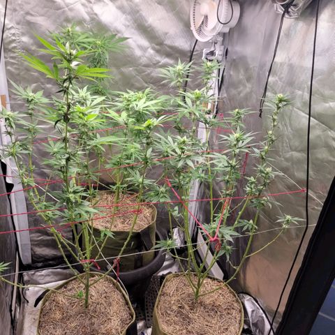 Skywalker haze  growlog timeline photo