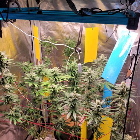 Skywalker haze  growlog timeline photo