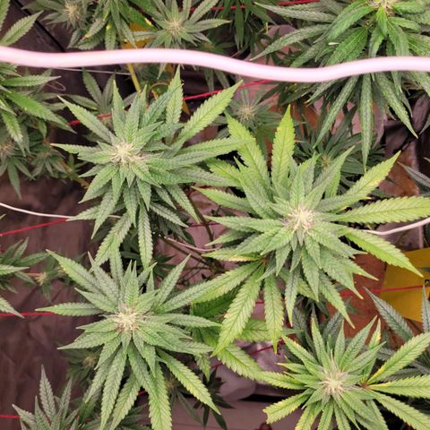 Skywalker haze  growlog timeline photo