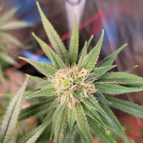 Skywalker haze  growlog timeline photo