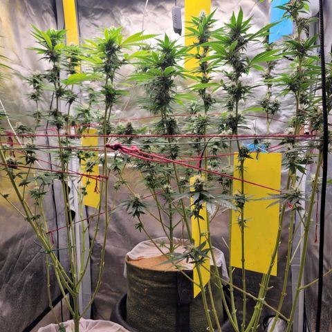 Skywalker haze  growlog timeline photo