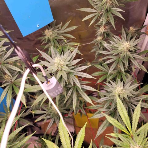 Skywalker haze  growlog timeline photo
