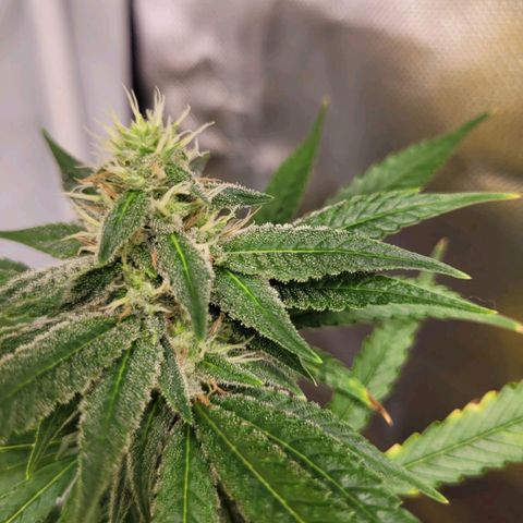 Skywalker haze  growlog timeline photo