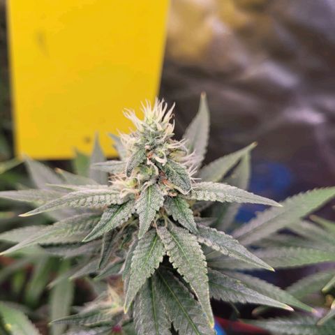 Skywalker haze  growlog timeline photo