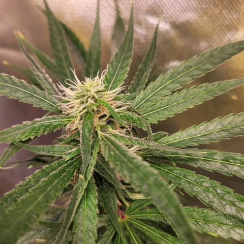 Skywalker haze  growlog timeline photo