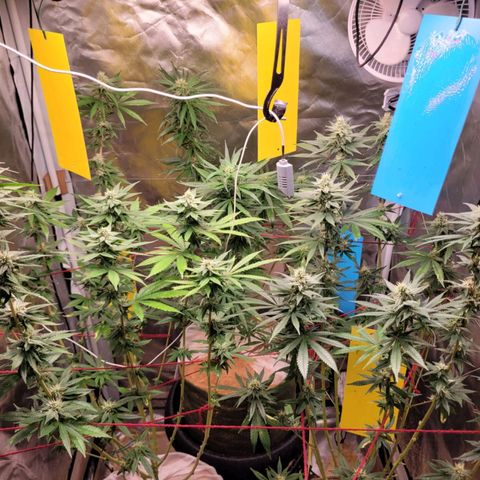 Skywalker haze  growlog timeline photo