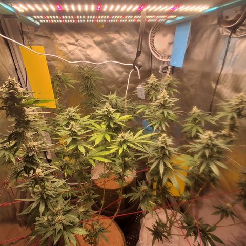 Skywalker haze  growlog timeline photo