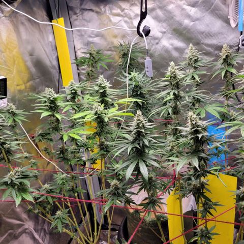 Skywalker haze  growlog timeline photo